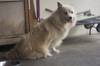 Baby Need A New Home Urgently - Spitz Dog