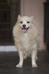 Baby Need A New Home Urgently - Spitz Dog