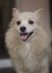 Baby Need A New Home Urgently - Spitz Dog