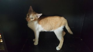 Orange - Domestic Short Hair Cat