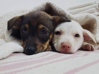 Vinny And Andy - Mixed Breed Dog