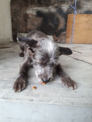 Cinderella - Terrier Dog