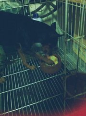 Blackie - Miniature Pinscher Dog