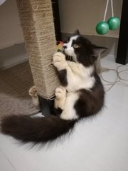 Bobby - Domestic Long Hair Cat