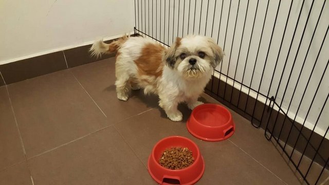 Nicky - Shih Tzu Dog