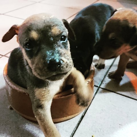 Free Cute Puppies For Adoption - Mixed Breed Dog