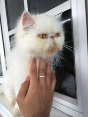 PF85775 - Persian Cat