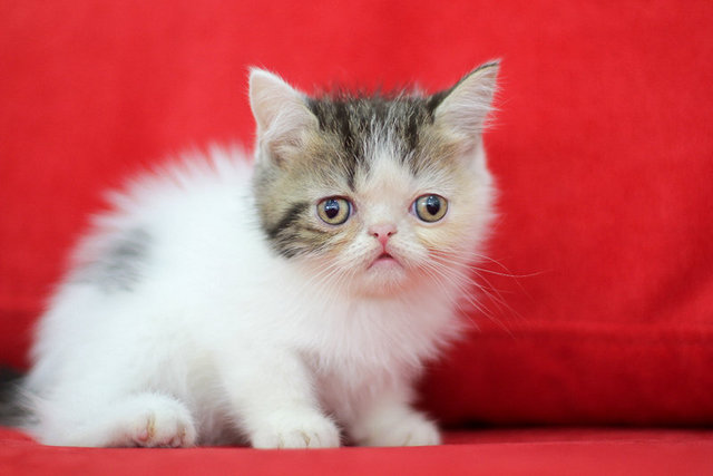 Keiji Fujiwara - Exotic Shorthair Cat