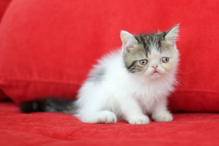 Keiji Fujiwara - Exotic Shorthair Cat