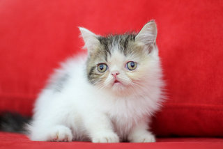Keiji Fujiwara - Exotic Shorthair Cat