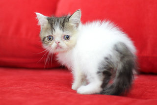 Keiji Fujiwara - Exotic Shorthair Cat