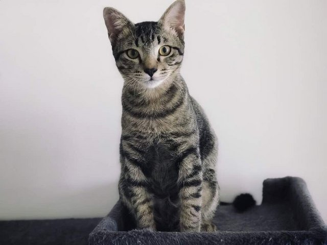 Cosmo - Domestic Short Hair Cat