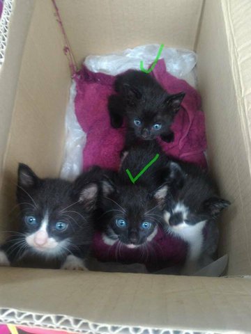 5 Kittens - Domestic Short Hair Cat