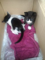 2 kittens adopted yesterday