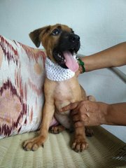 Hero - Mixed Breed Dog