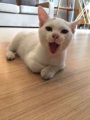 Snowy - Domestic Medium Hair Cat