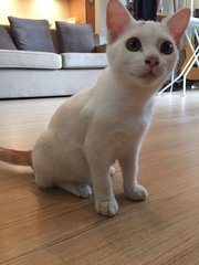 Snowy - Domestic Medium Hair Cat