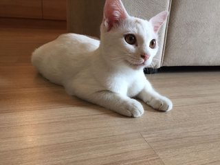 Snowy - Domestic Medium Hair Cat