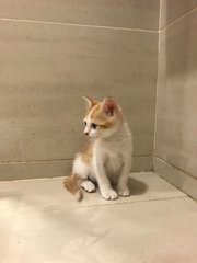 Polo  - Domestic Medium Hair Cat