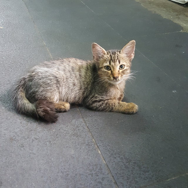 Babies - Domestic Short Hair Cat