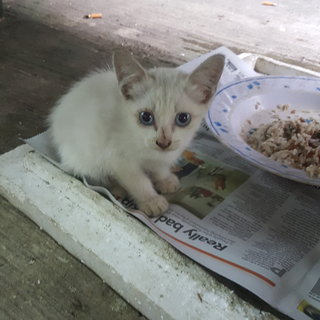 Babies - Domestic Short Hair Cat