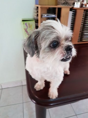 Gizmo - Shih Tzu Dog