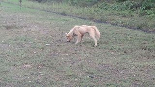 Abandoned, No Name - Mixed Breed Dog