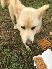 Abandoned, No Name - Mixed Breed Dog