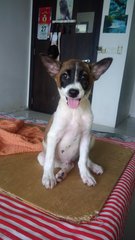 Monoboy - Mixed Breed Dog