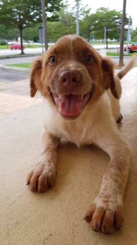 Miki - Mixed Breed Dog