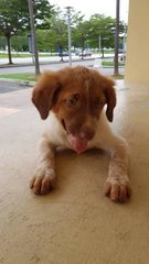 Miki - Mixed Breed Dog