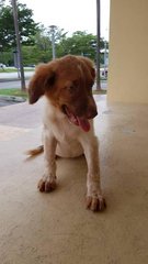 Miki - Mixed Breed Dog