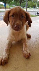 Miki - Mixed Breed Dog