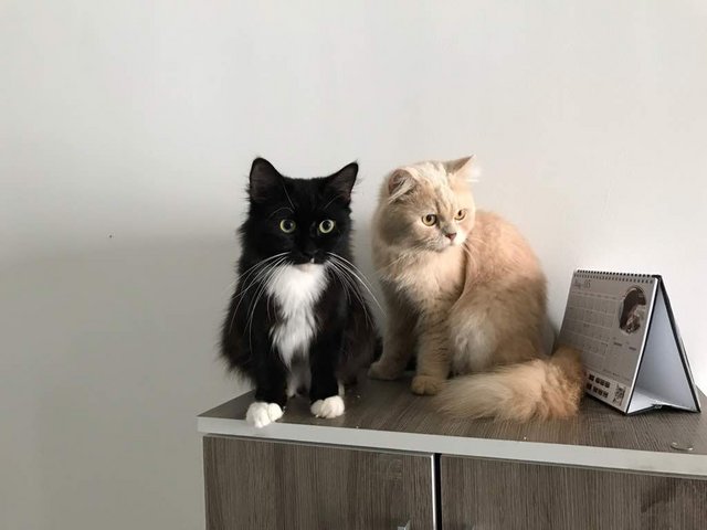 Toothless And Pury - Persian Cat