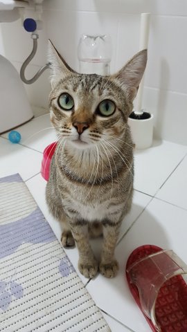 Kitty (Free) - Domestic Short Hair Cat