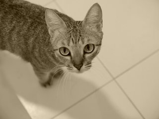 Kitty (Free) - Domestic Short Hair Cat