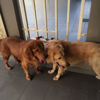 Cody &amp; Toby - Golden Retriever Dog