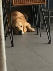 Cody &amp; Toby - Golden Retriever Dog