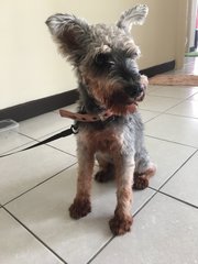 Not Sure!!! - Schnauzer Dog