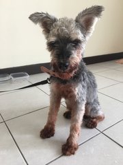 Not Sure!!! - Schnauzer Dog