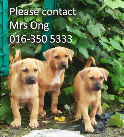 Puppies For Adoption, Klang - Mixed Breed Dog