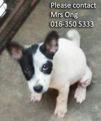 Puppies For Adoption, Klang - Mixed Breed Dog