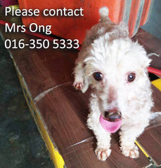 Puppies For Adoption, Klang - Mixed Breed Dog