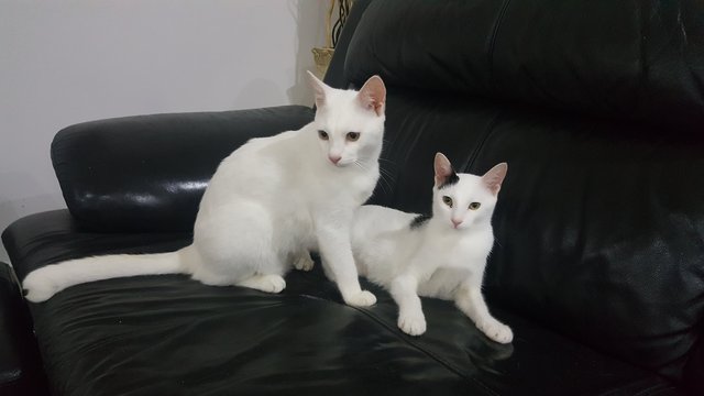 Oscar &amp; Sweatie - Domestic Medium Hair Cat