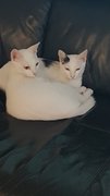 Oscar &amp; Sweatie - Domestic Medium Hair Cat