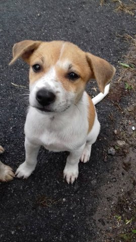 Cute Dot Puppy - Mixed Breed Dog