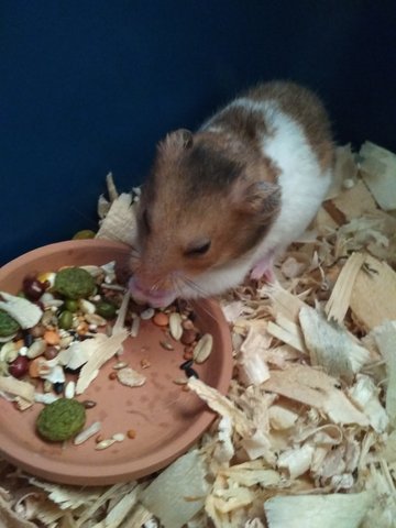 Coki-coki - Syrian / Golden Hamster Hamster