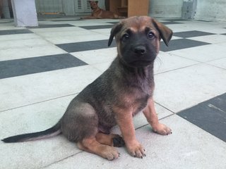 PF85891 - Mixed Breed Dog