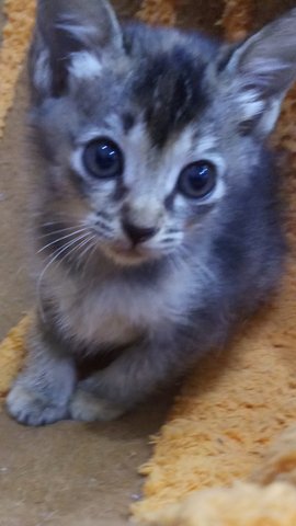 Hansel And Gretel - American Shorthair Cat