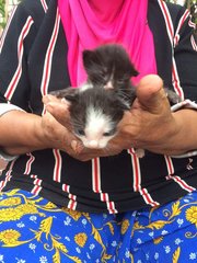 Ash, Blacky, Zoro - Domestic Medium Hair Cat